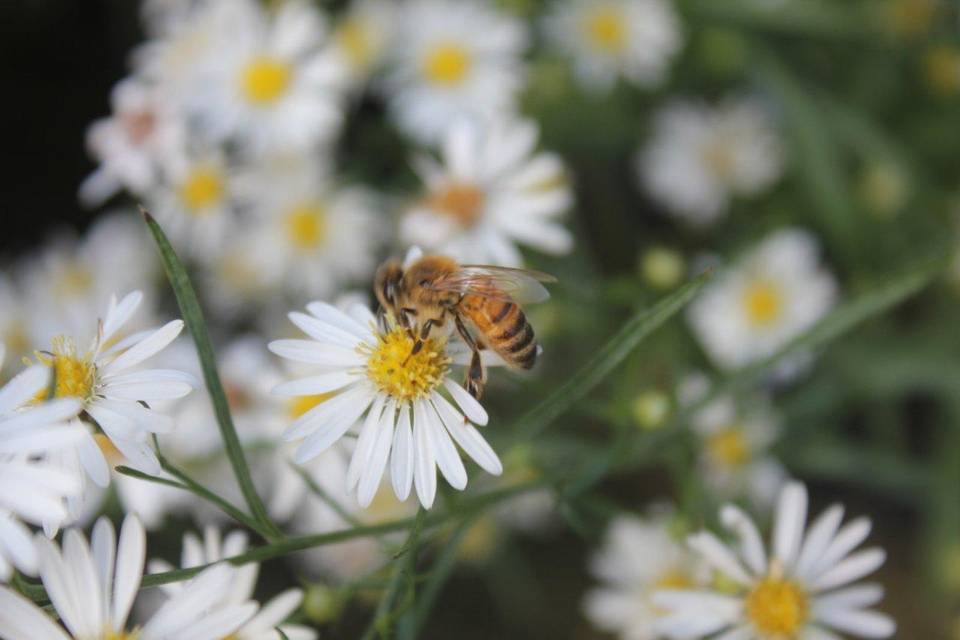 Bomboniera per Natura