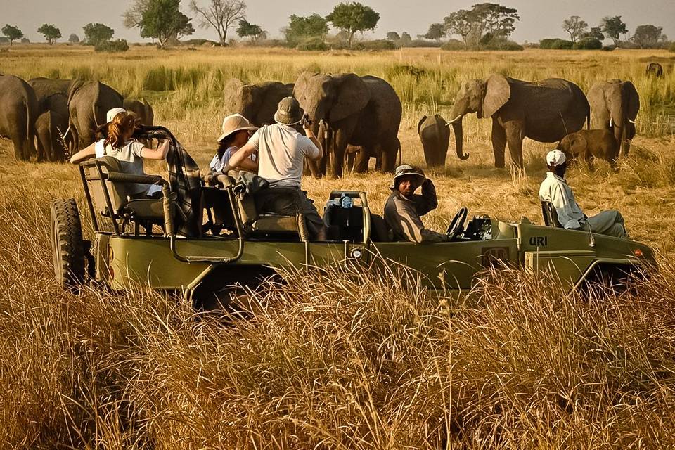 Tanzania - Safari