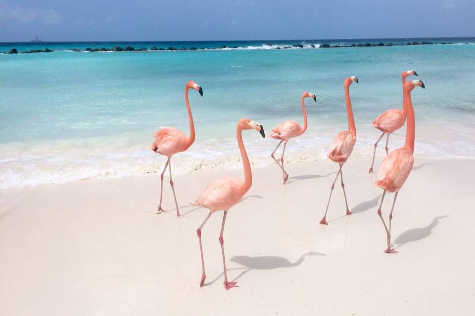 Aruba