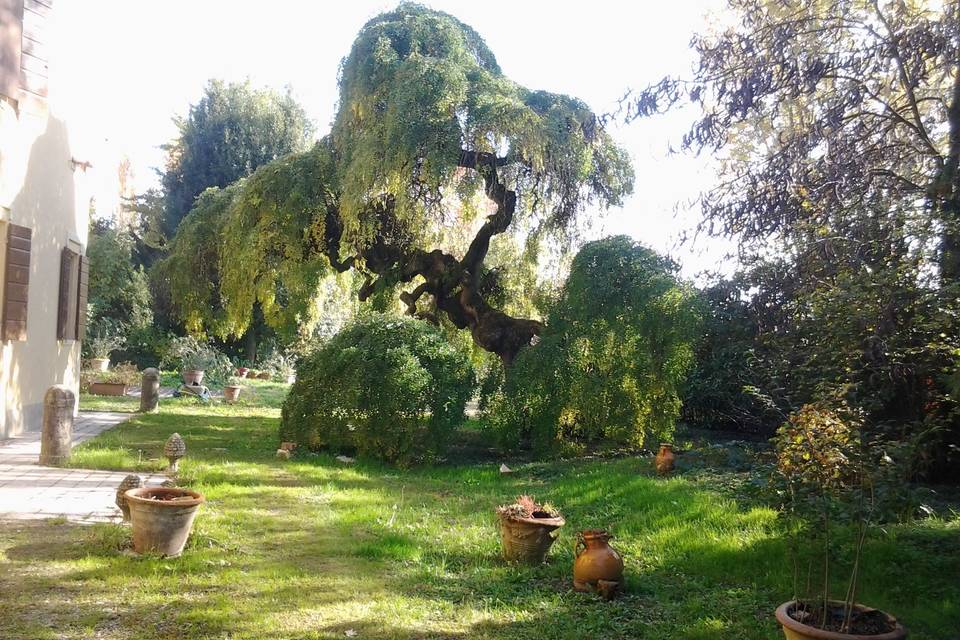 Alberi secolari giardino antis