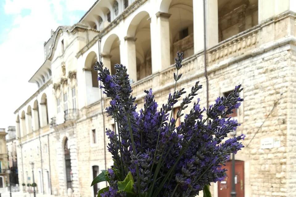 Lavanda