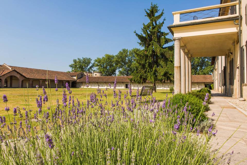 La lavanda