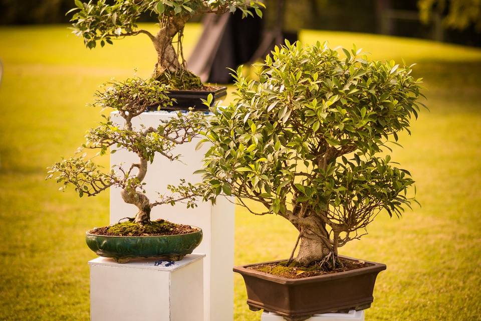Dettagli matrimonio orientale
