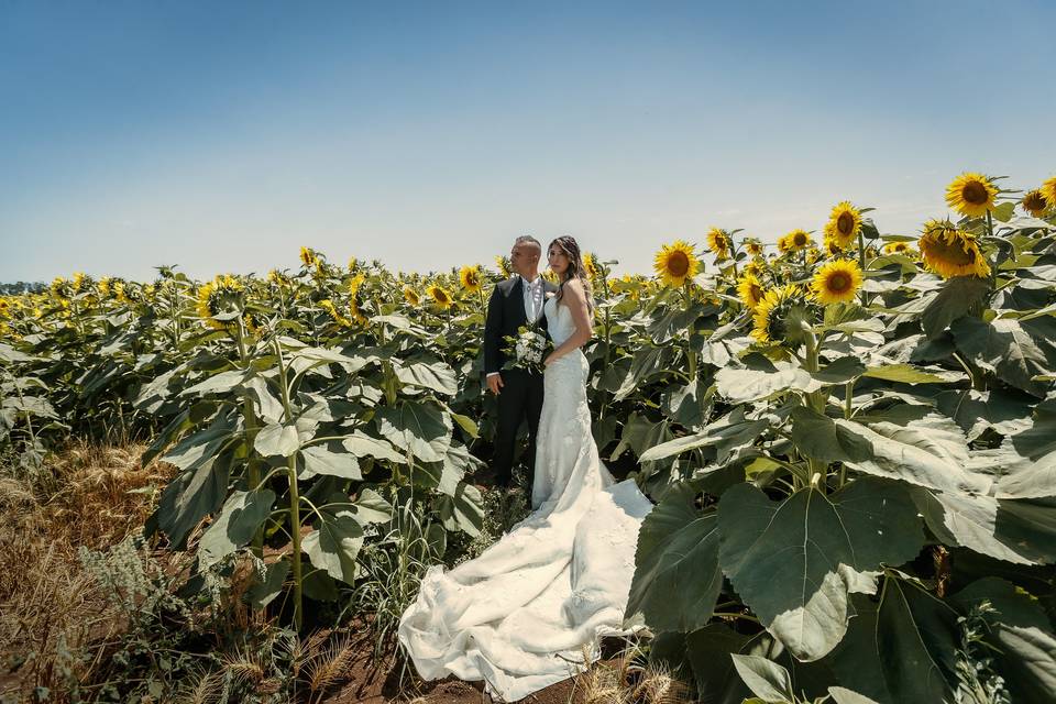 In mezzo ai Girasoli