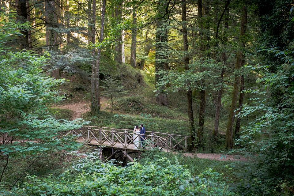 Nel cuore del bosco