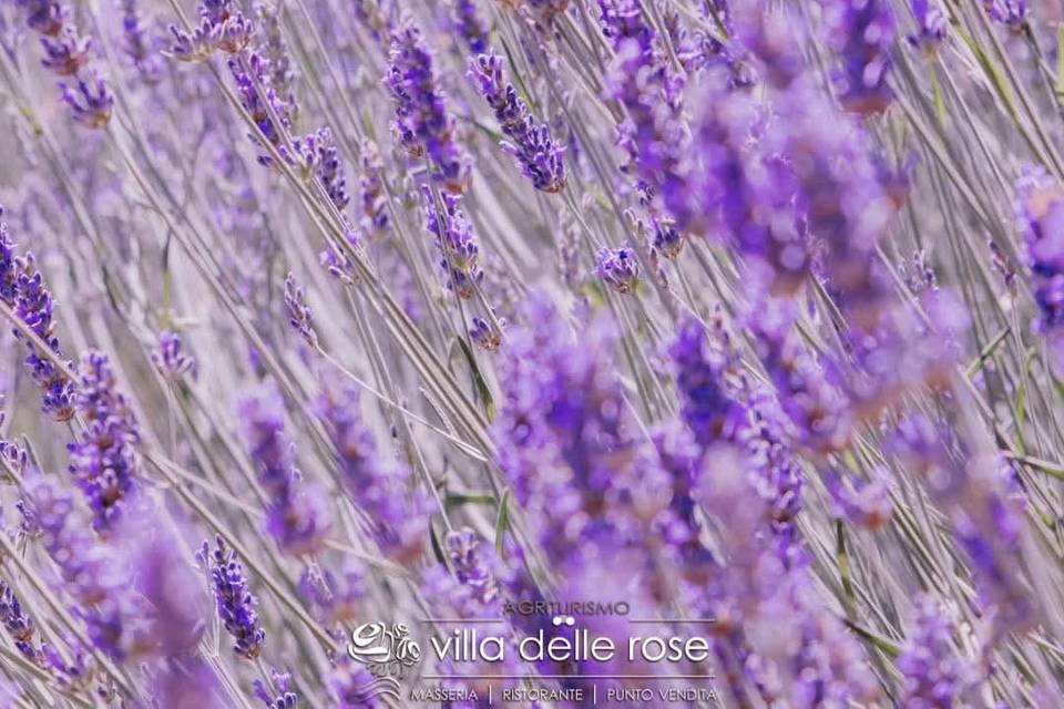 Il campo di lavanda