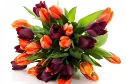 Bouquet di tulipani