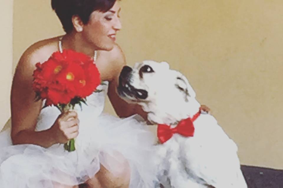 Pet Sitter for Wedding