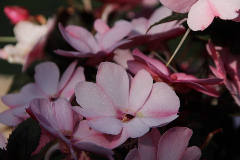 I Fiori