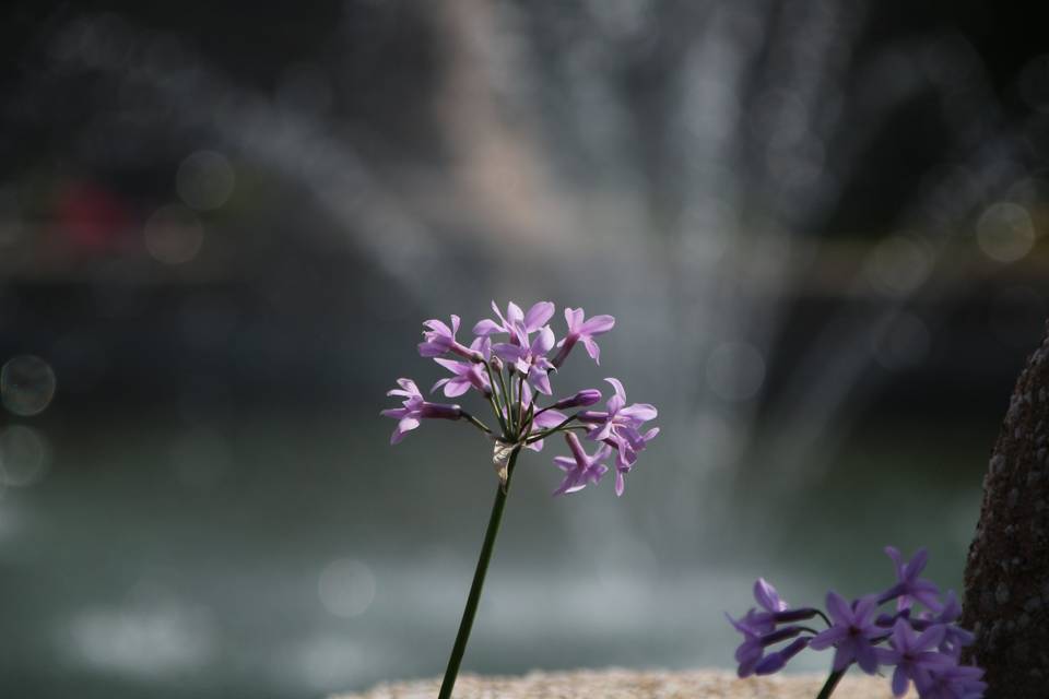 I Fiori