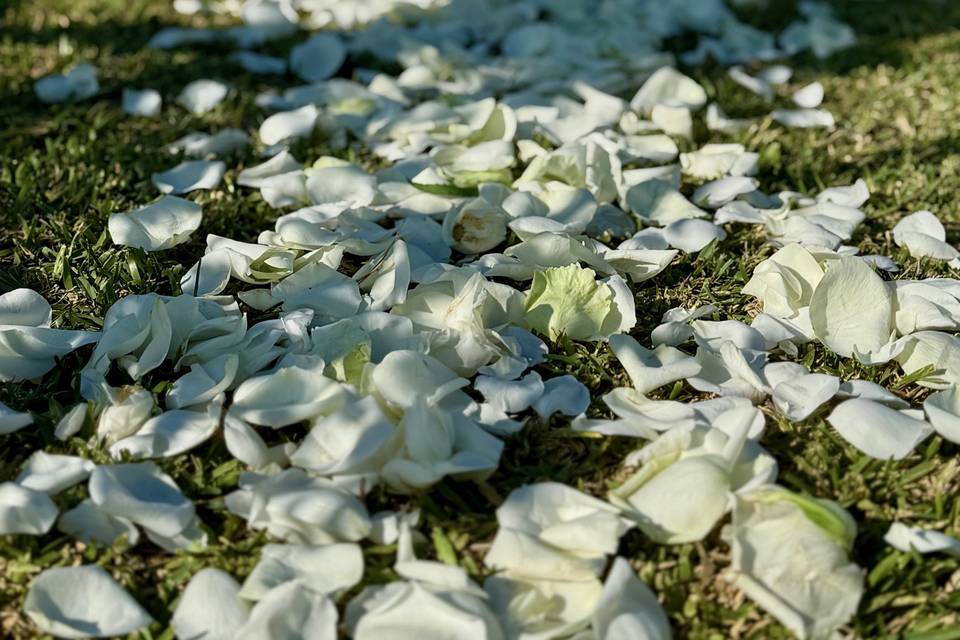 Petali su prato