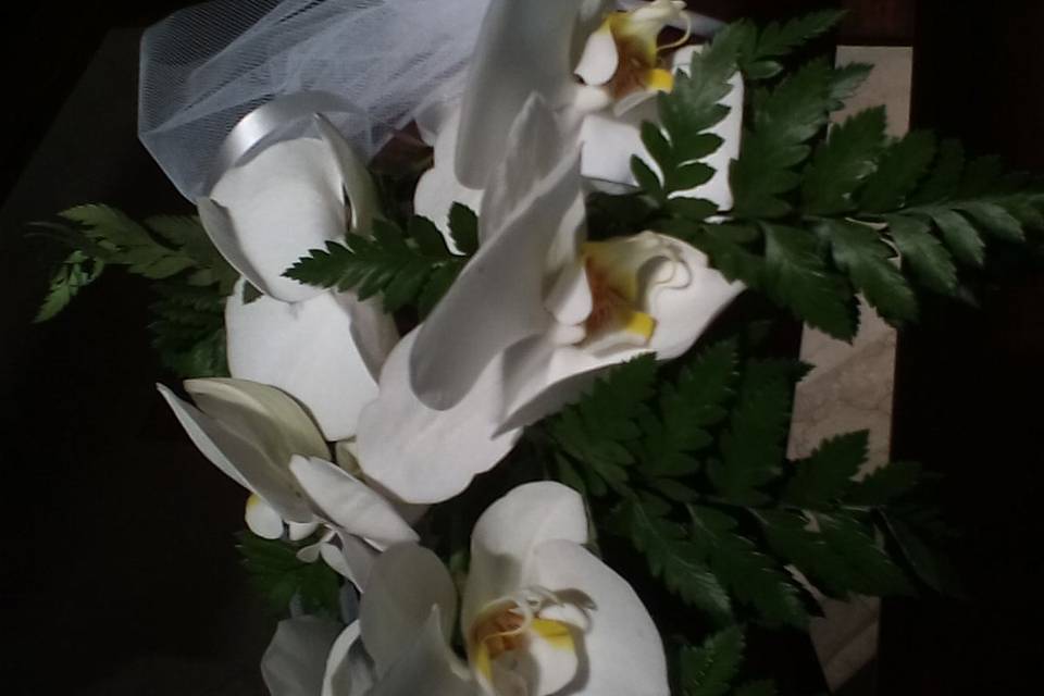 Orchidee