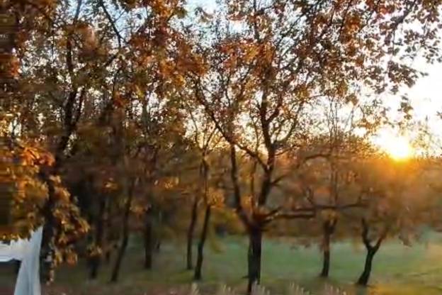 Cerimonia Nel Bosco