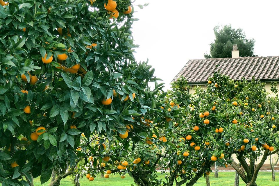 La Casella Masseria