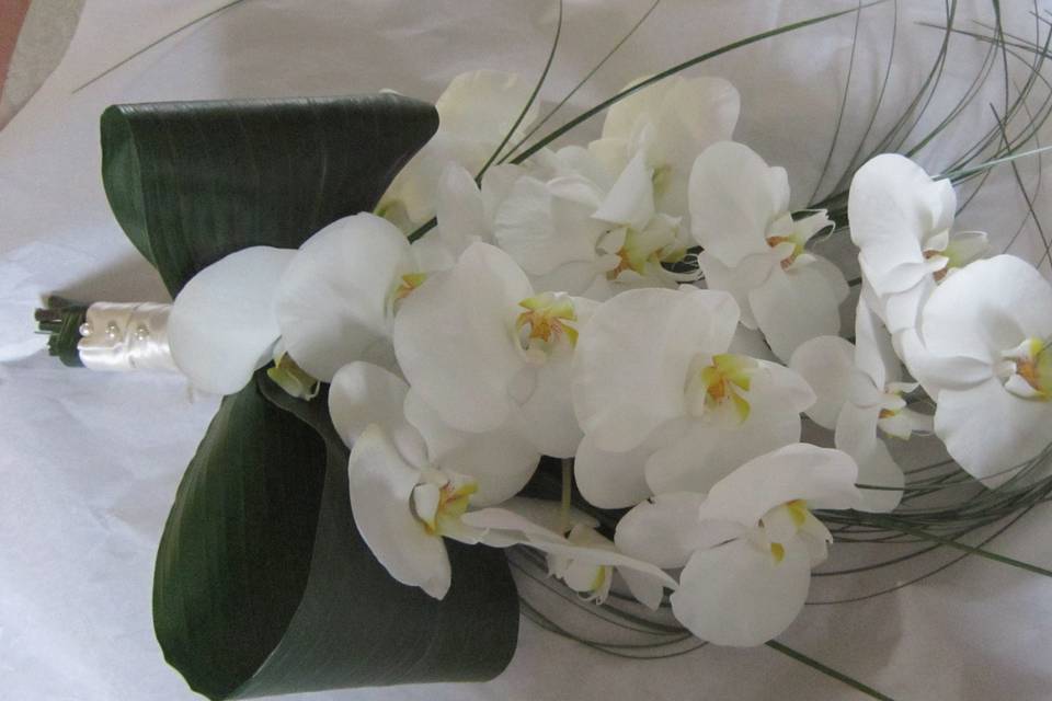 Eleganti orchidee