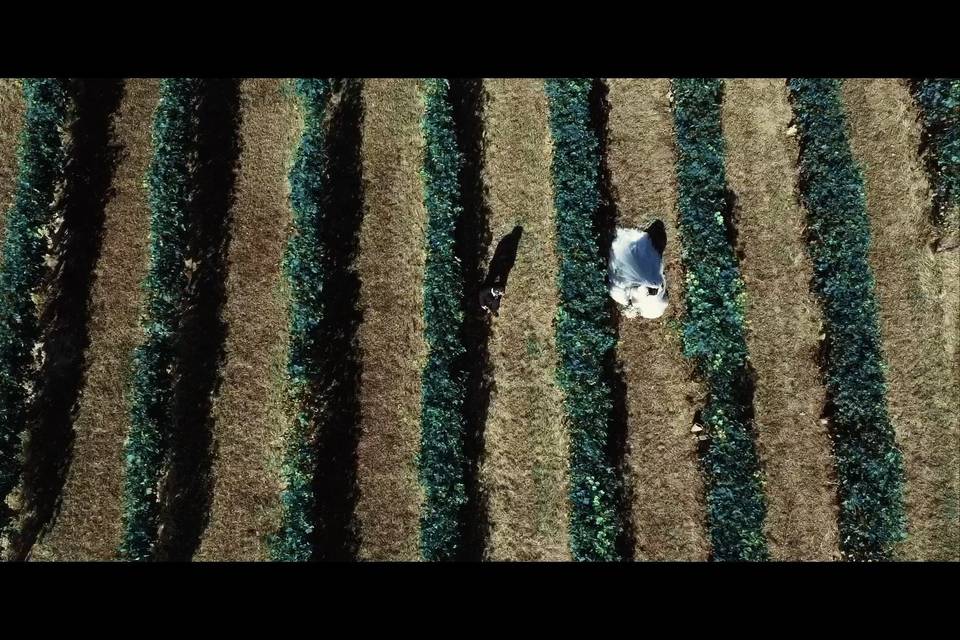 Video sposi, drone, vigne