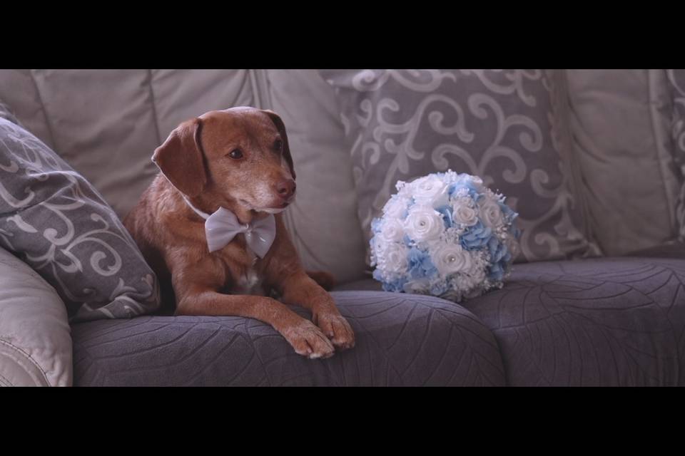 Cane e Bouquet