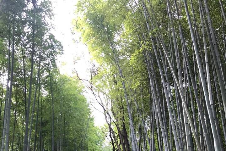 Foresta di bambu'