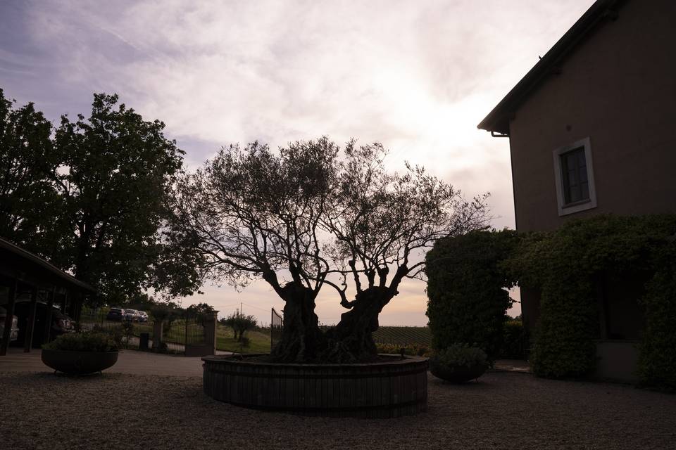 Piazzetta ulivo