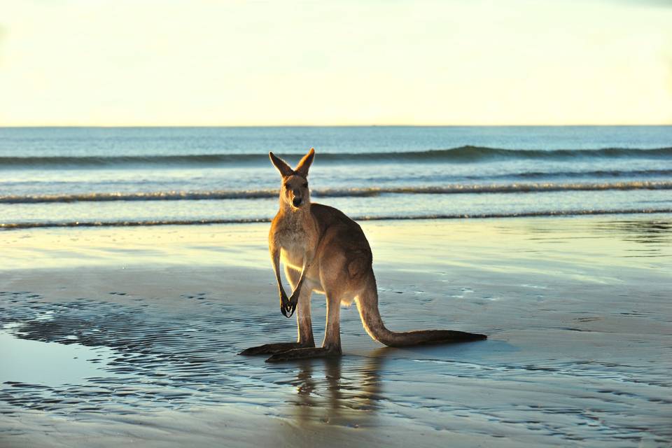 Nuovevacanze Australia