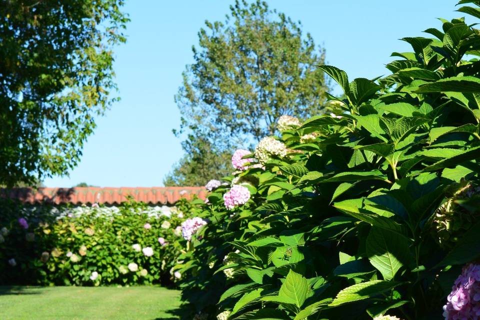 Il muro di ortensie rosa