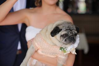 Maria Wedding Dog sitter