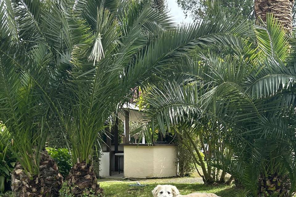 Dog Sitter Matrimonio Napoli