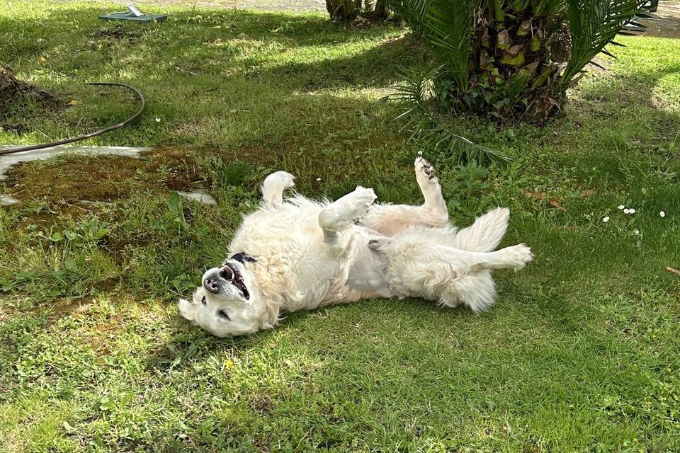 Dog Sitter Matrimonio Napoli