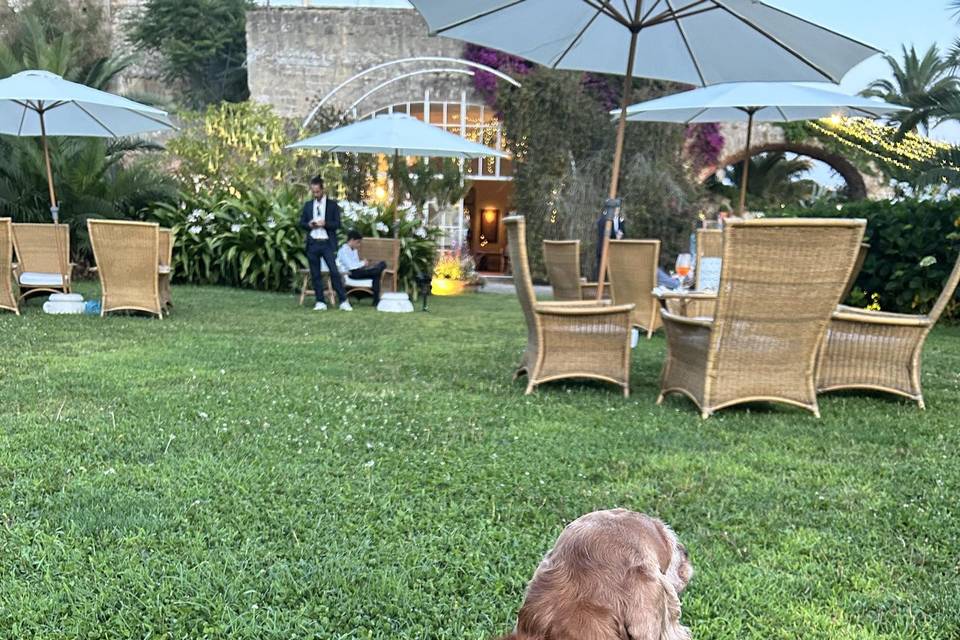 Dog Sitter Matrimonio Napoli