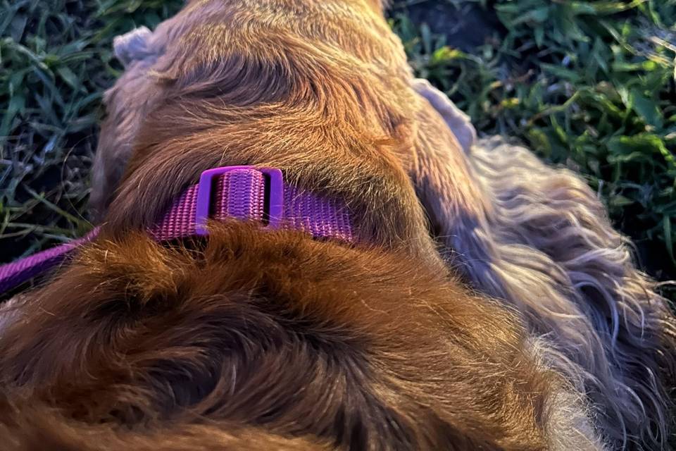 Dog Sitter Matrimonio Napoli