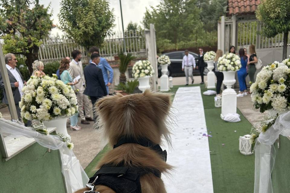 Dog Sitter Matrimonio Napoli