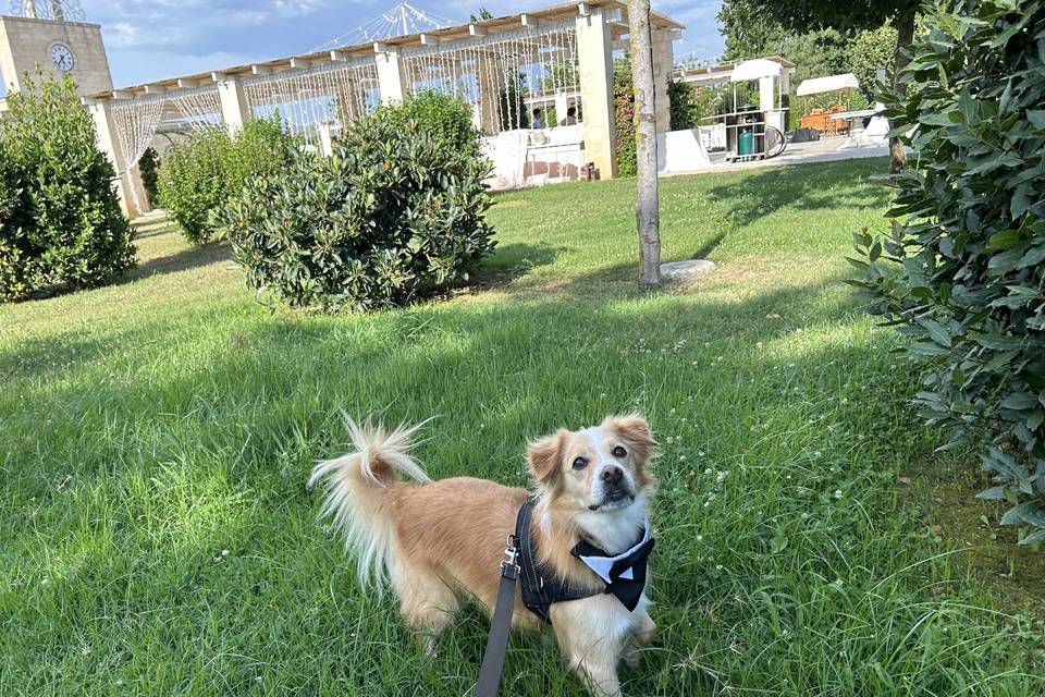 Dog Sitter Matrimonio Napoli