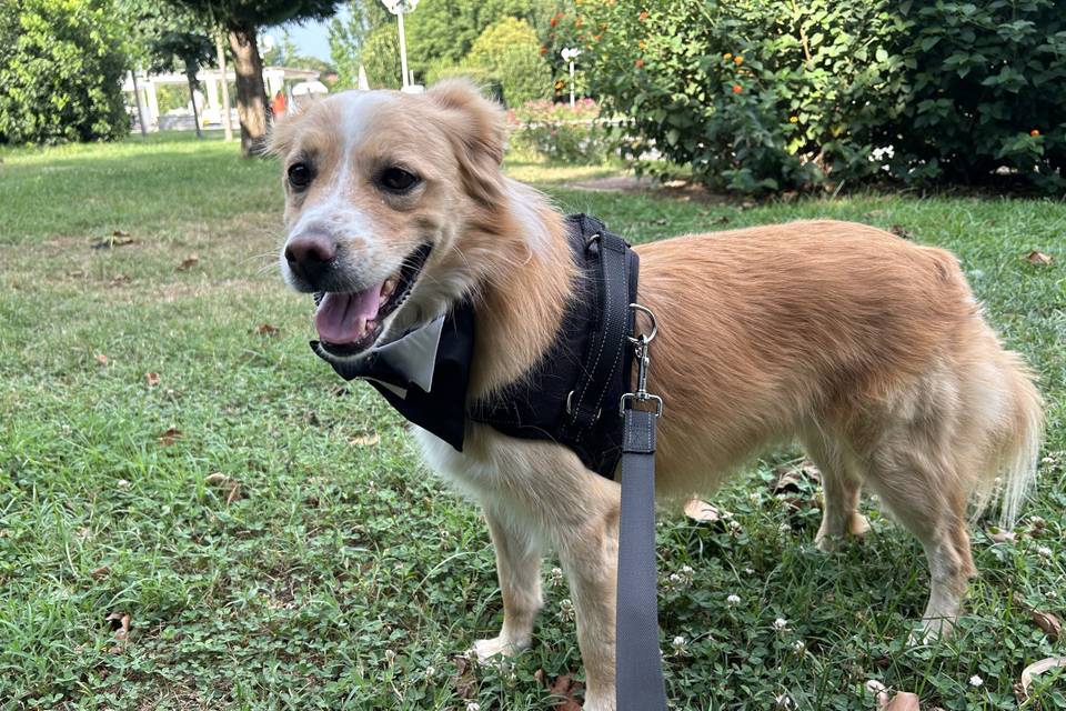 Dog Sitter Matrimonio Napoli