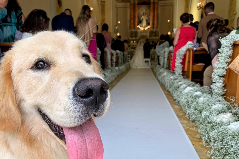 Maria Dog & Love Sitter