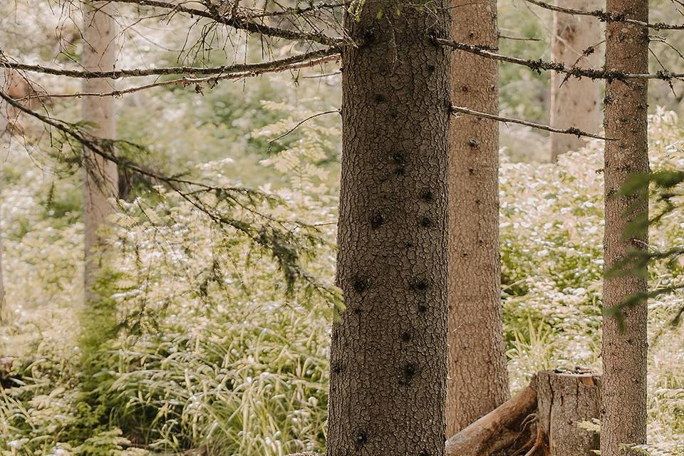 Engagement-photographer