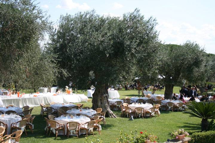 Il parco degli olivi