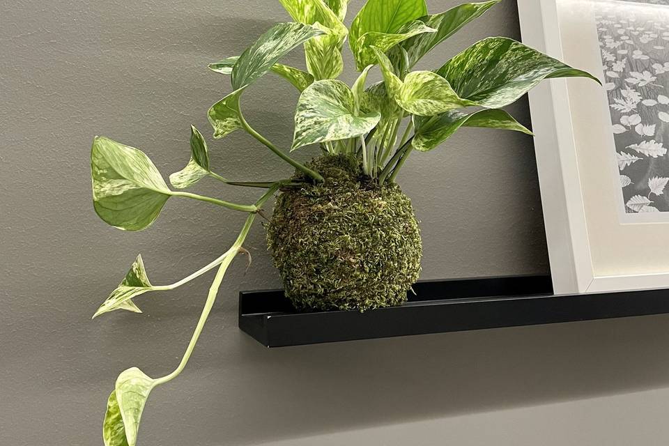 Kokedama regular