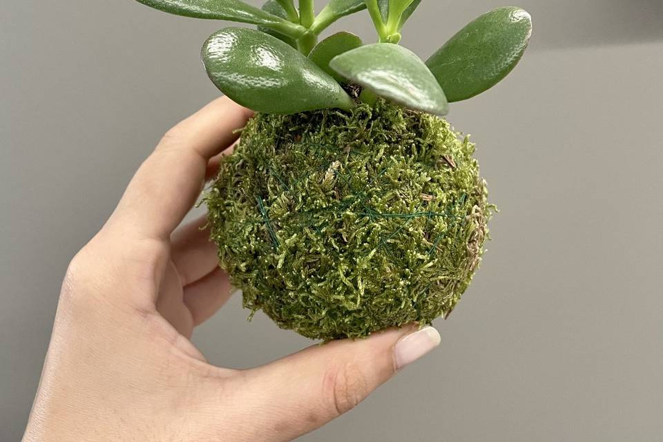 Mini kokedama