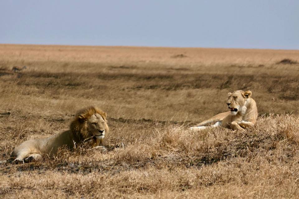 Tanzania_safari
