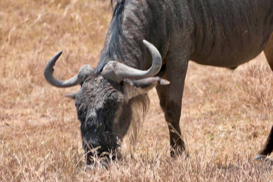 Tanzania _ safari