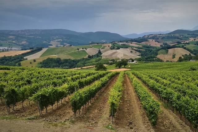 Vista sui vigneti