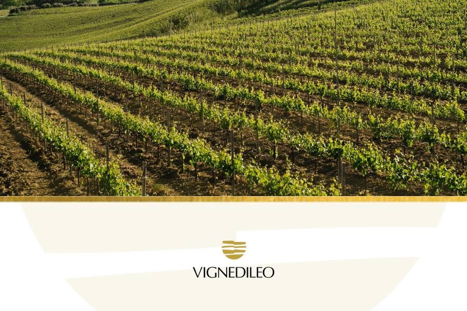 Vigneti