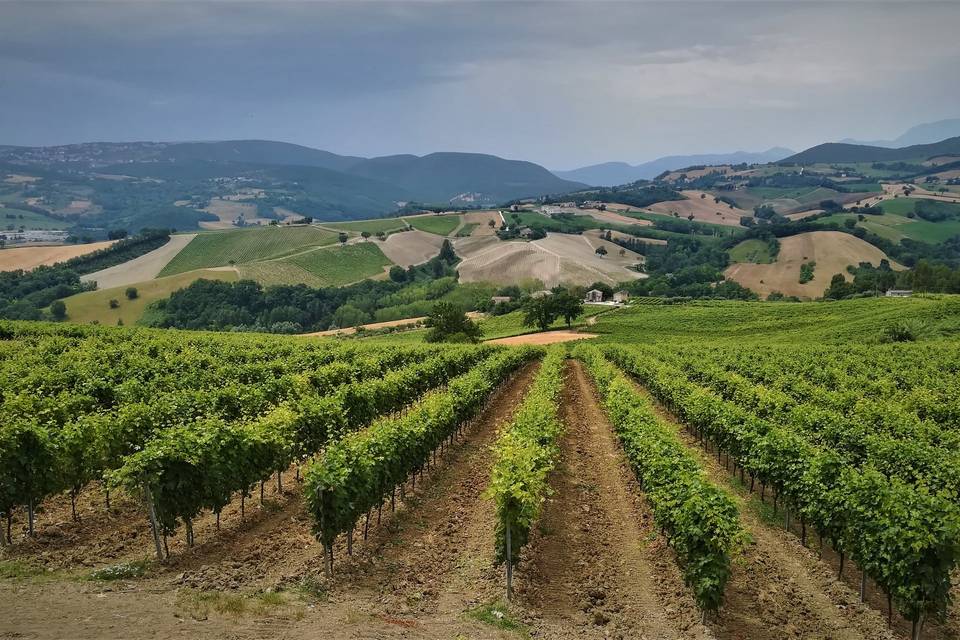 Vista sui vigneti
