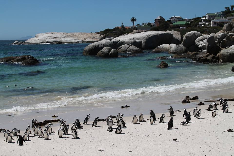 Sudafrica, Cape Town, Boulders