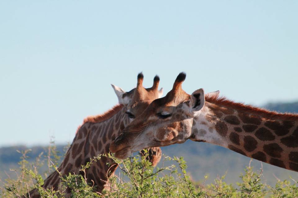 Sudafrica, Madikwe GameReserve