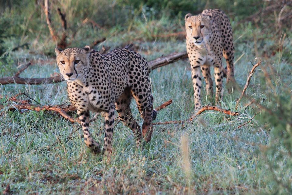 Sudafrica, Madikwe GameReserve