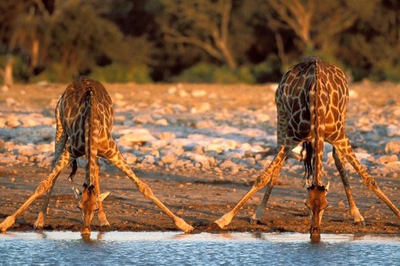 Giraffe assetate