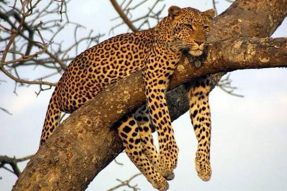 Leopardo rilassato