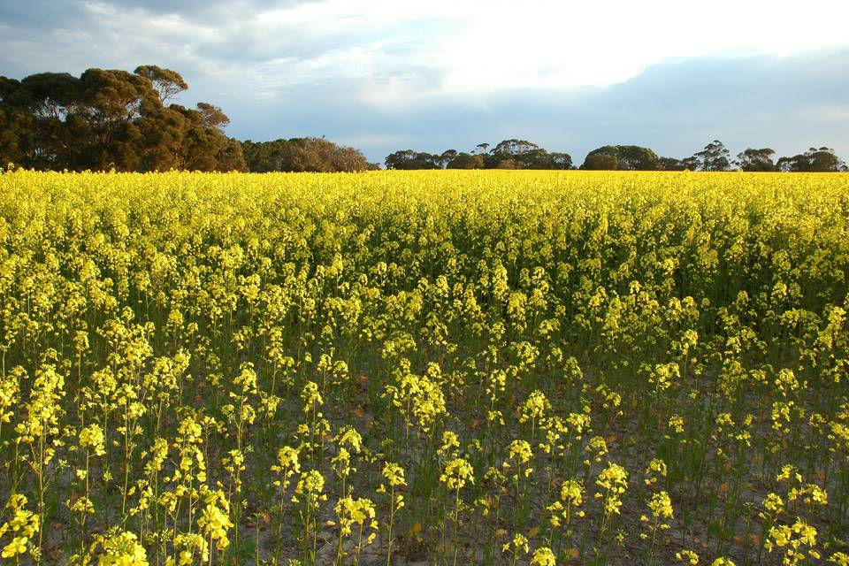 Western Australia