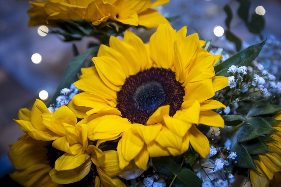 Girasoli